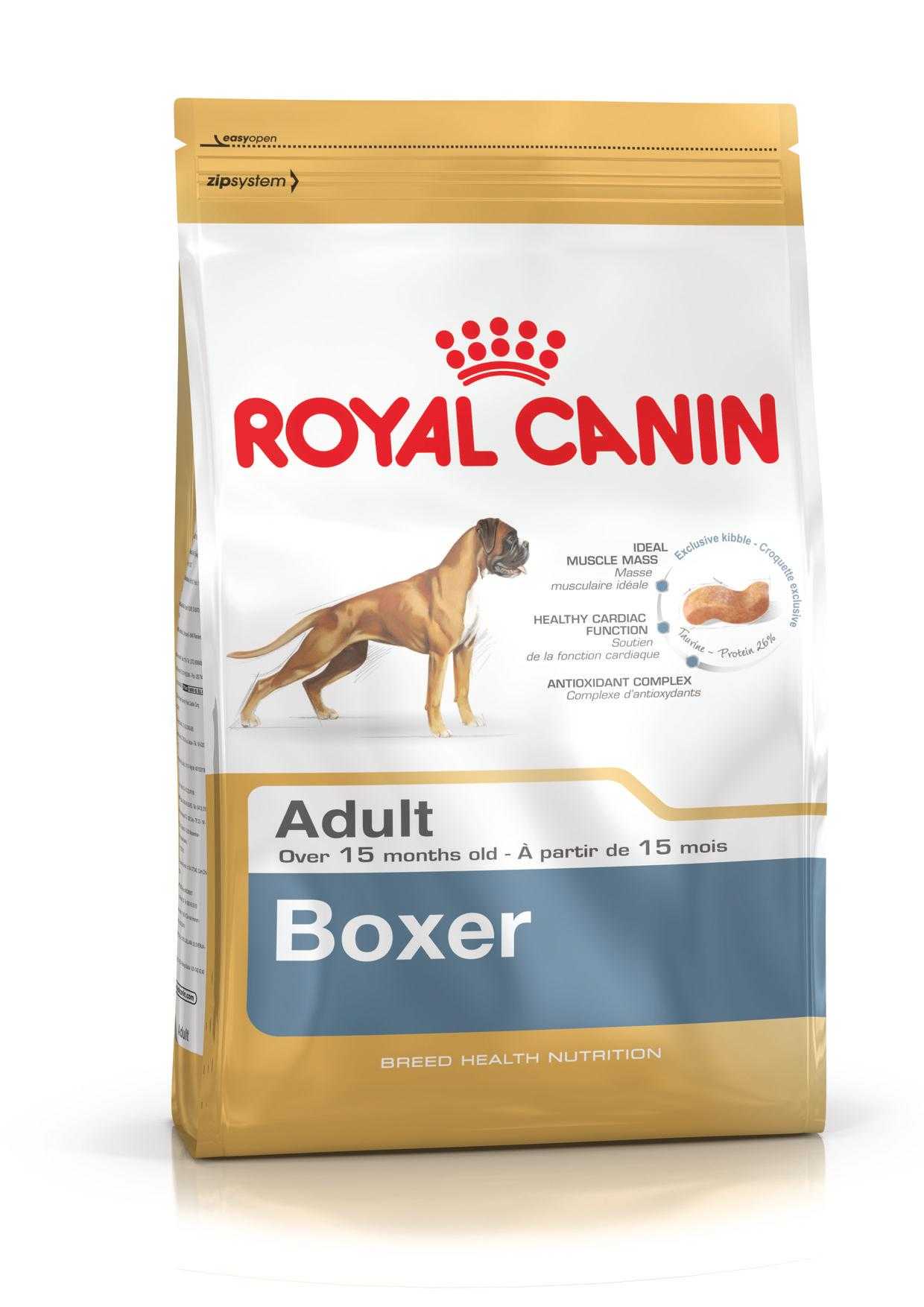 boxer adult