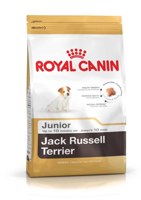 Jack Russell Junior